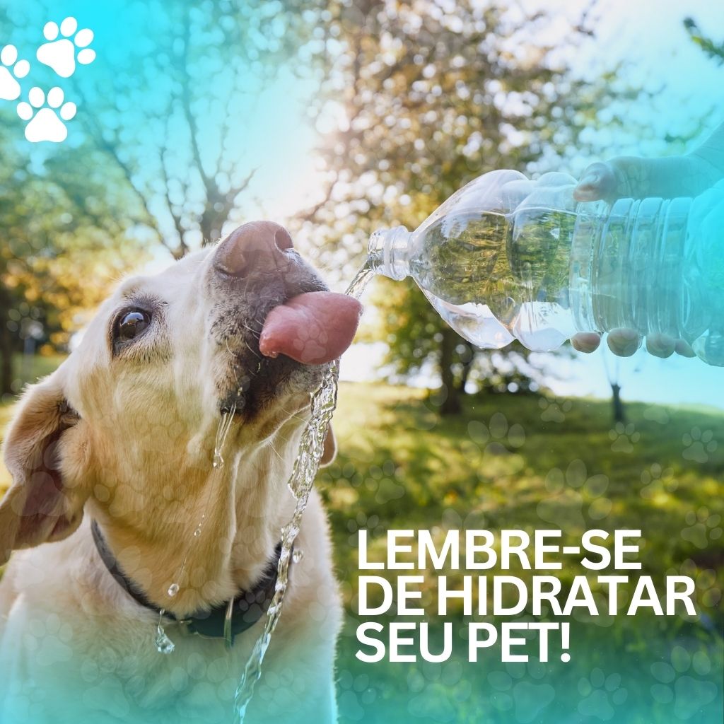 pet shop campo grande