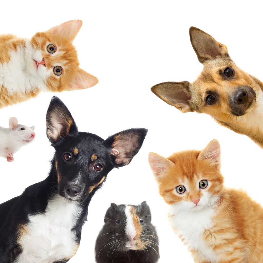 pet shop