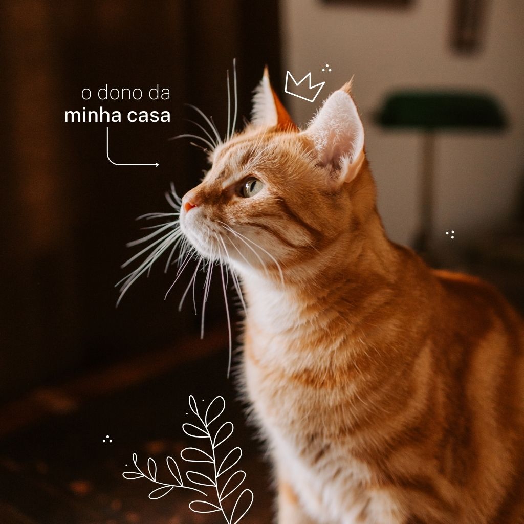 pet shop campo grande