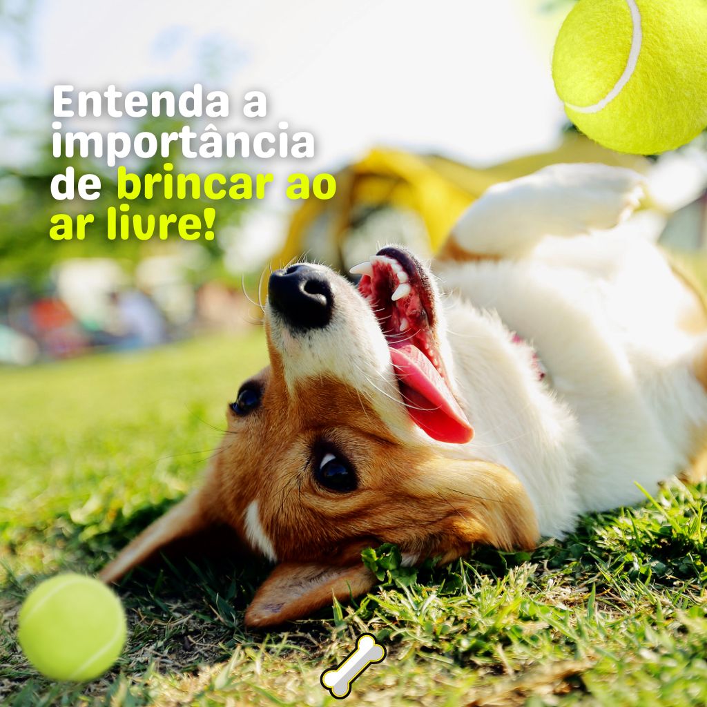Pet Shop em Campo Grande