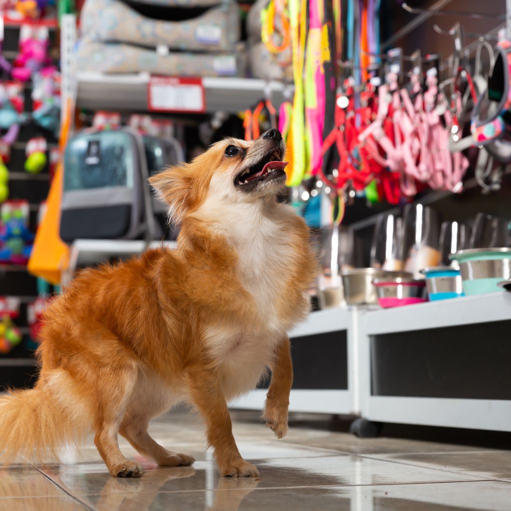 pet shop