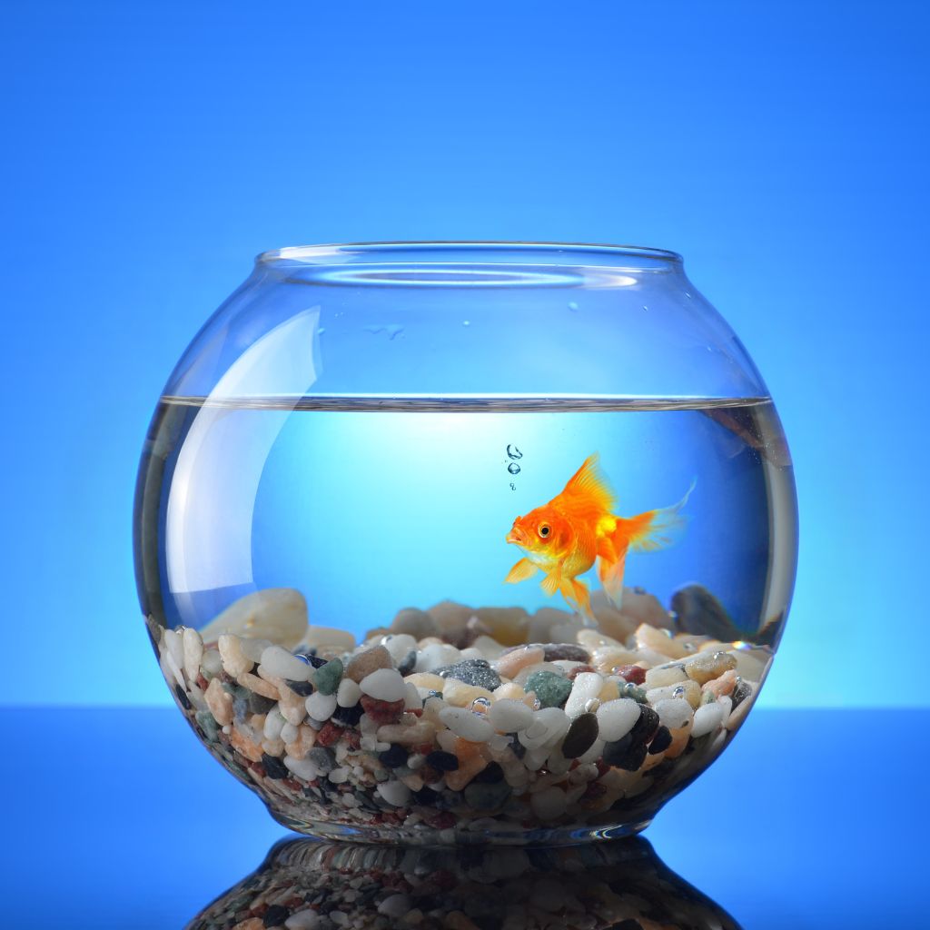 Pet shop afonso pena