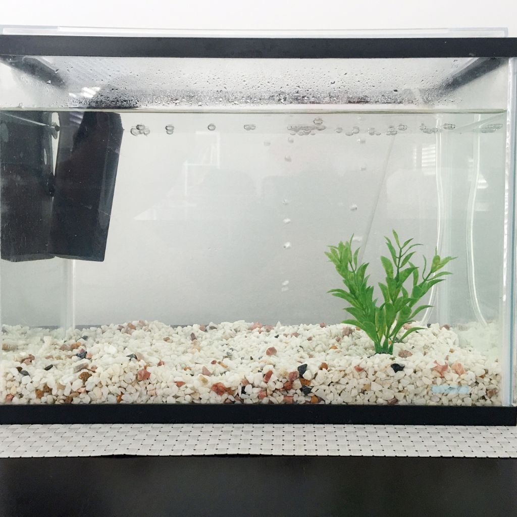 Pet shop afonso pena