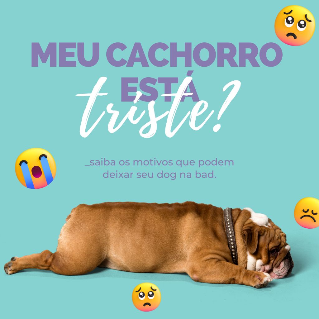 pet shop 24h