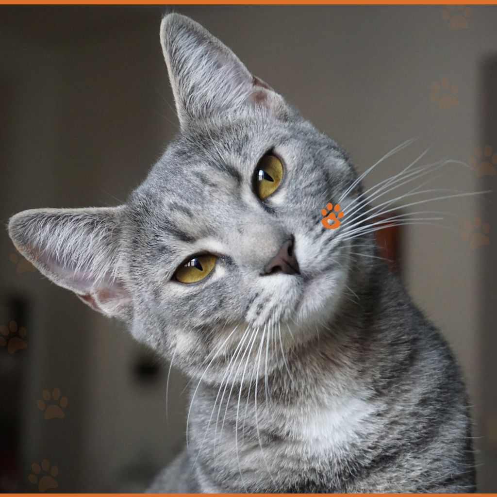 pets shop cg