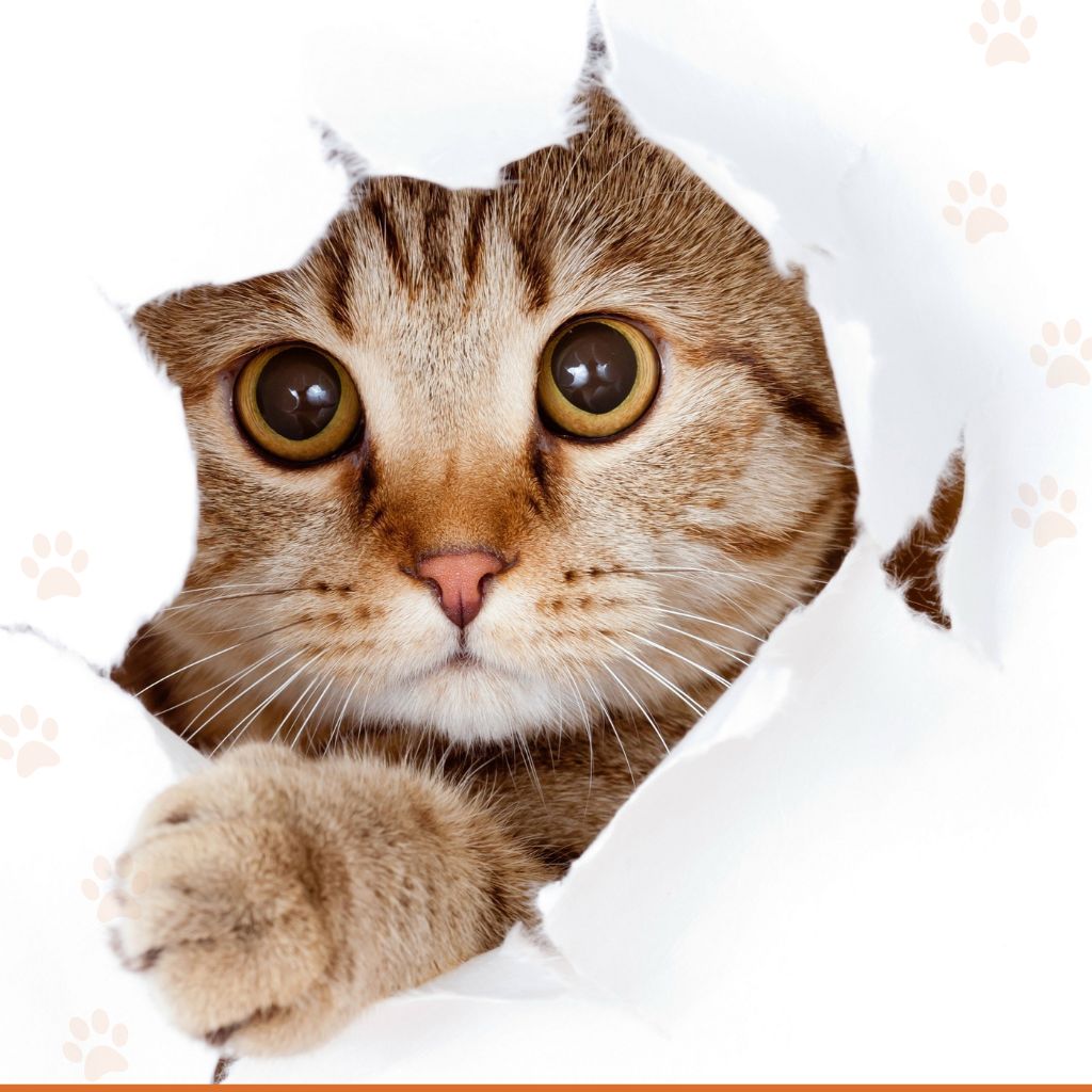 pets shop