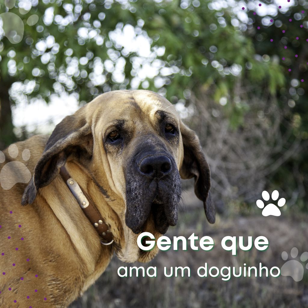 Pet Shop Bem Avaliado