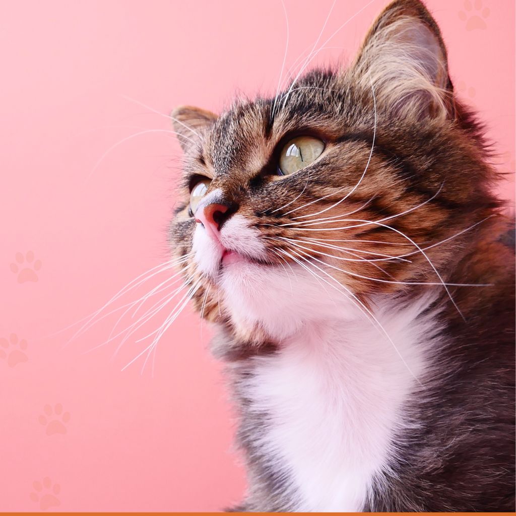pets shop