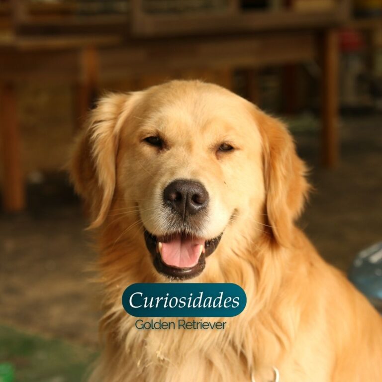 Pet shop aberto