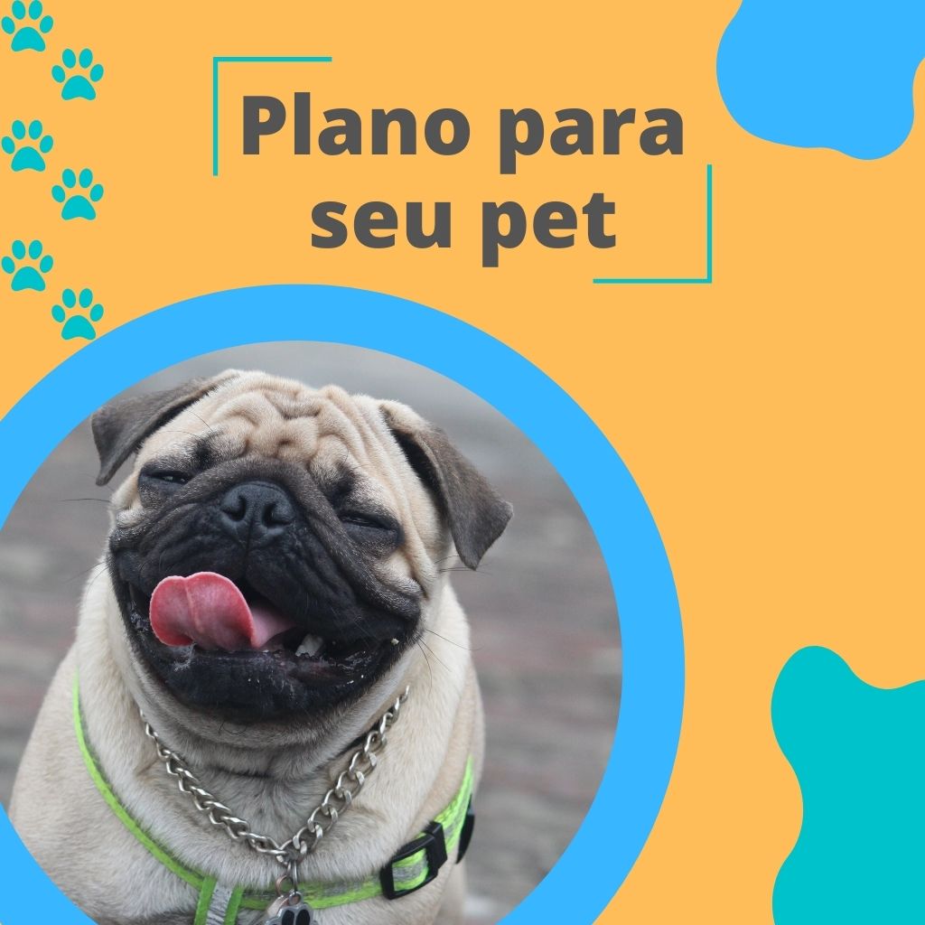 Pet shop 24 horas campo grande MS