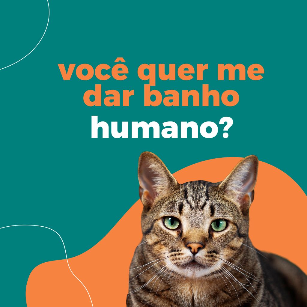 Pet shop banho