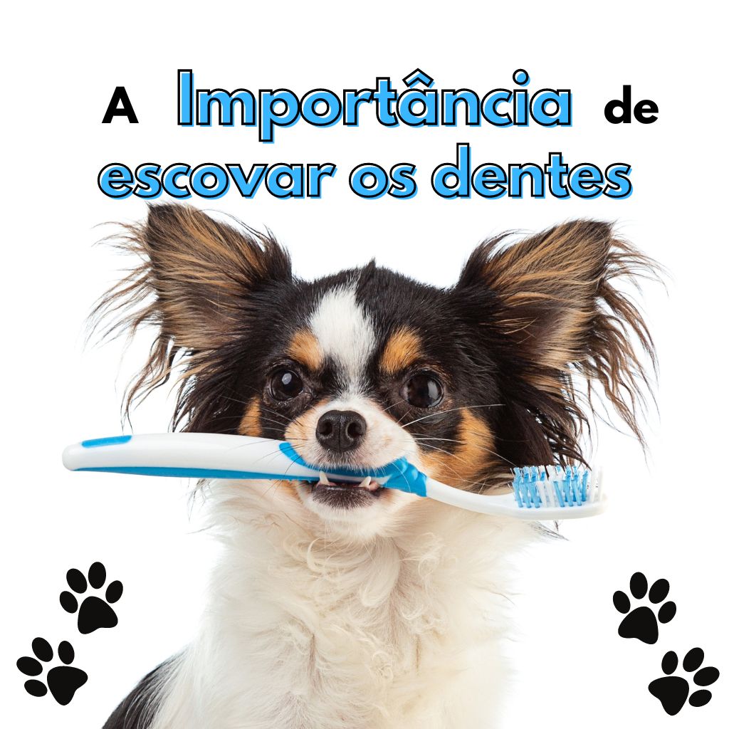 pet shop delivery perto de mim