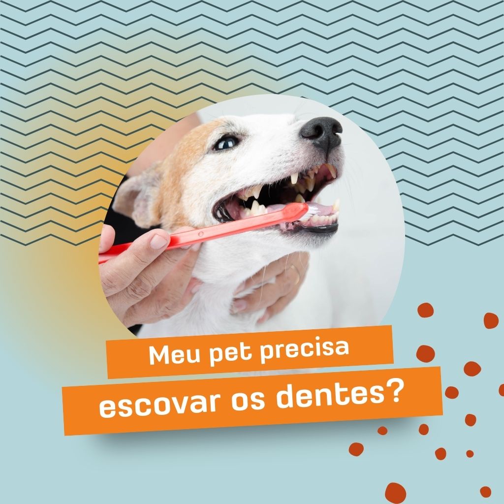 pet shop delivery perto de mim
