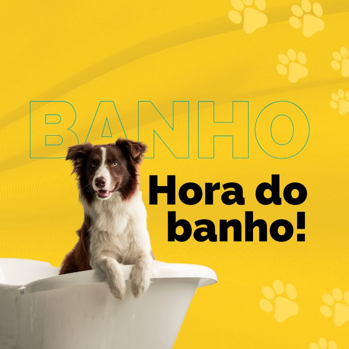 Como dar banho no cachorro igual pet shop