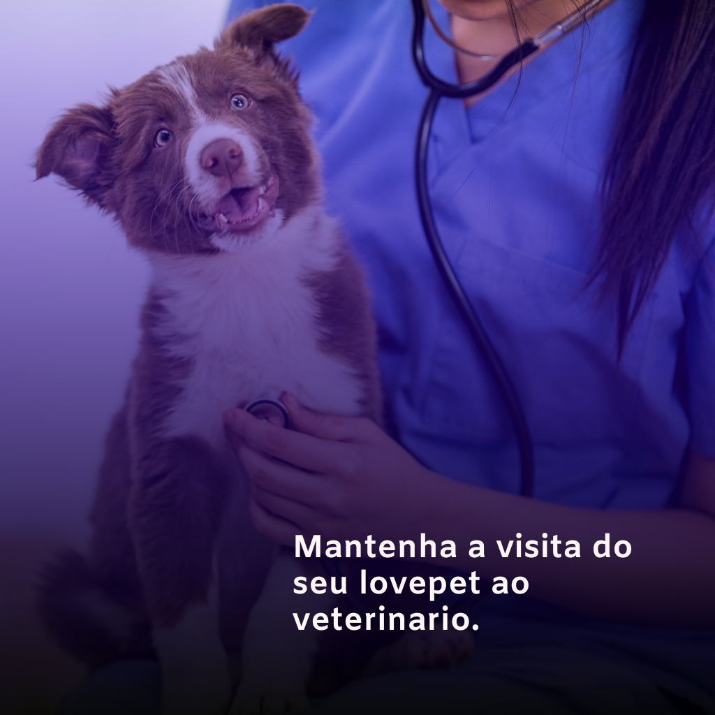 Pet shop perto de mim aberto agora